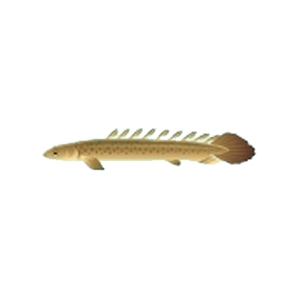 Senegal Bichir